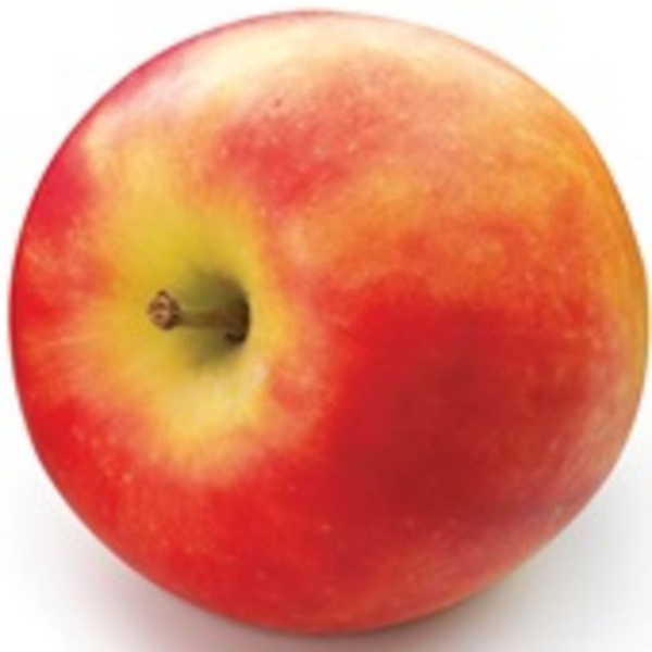 appel elstar per kilo